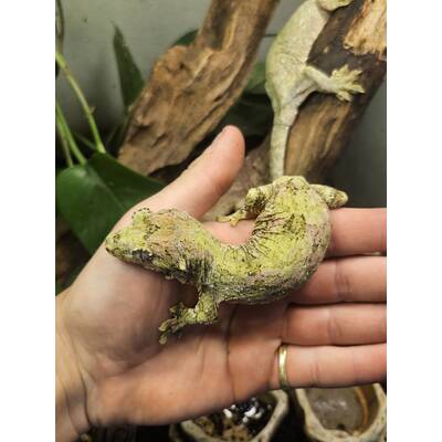 Pine Island Juschka Gecko (Mniarogekko chahoua) Female (0.1)