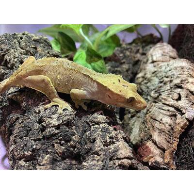 Correlophus Ciliatus 6 (0.1)