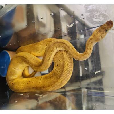 Python Regius Clown Pinstripe poss. hetero Piebald Ball Python (0.1)