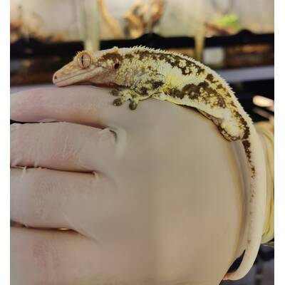 Crested Gecko Lilly White Male (1.0) 7