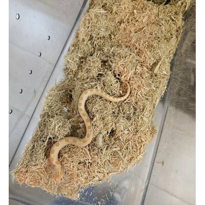 Arctic Albino Toffee Hognose ((Heterodon nasicus) Female (0.1)