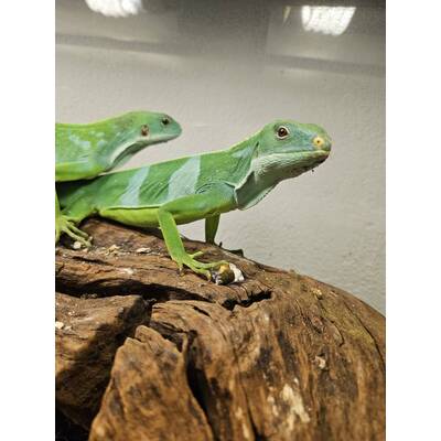 Fiji Iguana (Brachylophus Fasciatus) Male (1.0)
