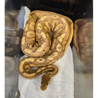 Python Regius Coral Glow Cinnamon Circle Ball Python (1.0)