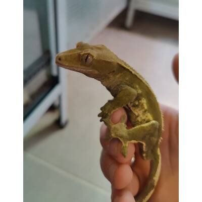 Correlophus Ciliatus 2 (0.0.1)