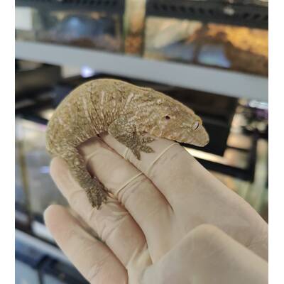 Rhacodactylus Leachianus Nuu Ana Juvenile (0.0.1)
