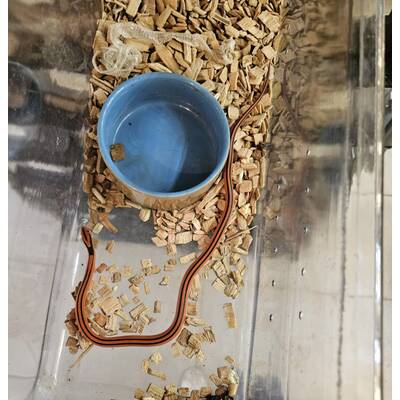 Red Thai Bamboo Snake (Oreocryptophis Porphyraceus Coxi) Male (1.0)