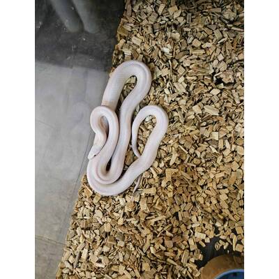 Snow Corn Snake (Pantherophis guttatus) Female (0.1)