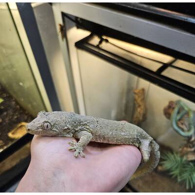 Pine Island Leachianus Gecko (Mniarogekko chahoua) Female (0.1) 1'
