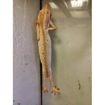 Uroplatus Lineatus Male (1.0)