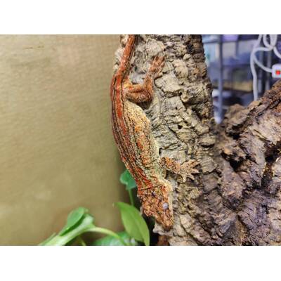 Rhachodactylus Auriculatus Hump-headed gecko Female (0.1)