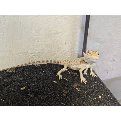 Bearded Dragon (Pogona Vitticeps) Hypo Red Leatherback Juvenile (0.0.1)