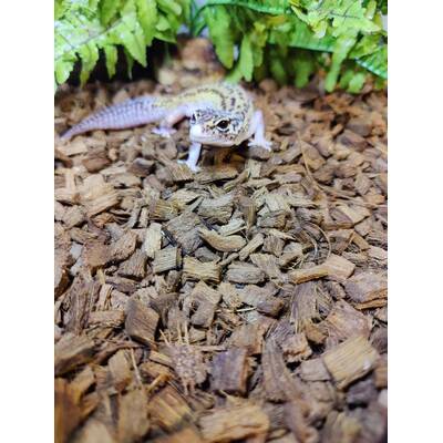 Leopard Gecko Snow (Mask) 100% Het Albino (Tremper) Pos Jungie Pos Tangerine Juvenile(0.0.1)