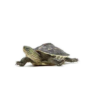 Mauremys (Ocadia) Sinensis 5cm