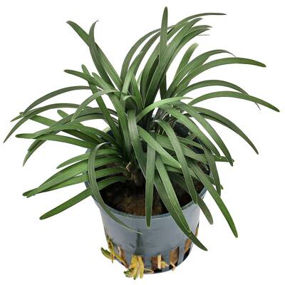Stoffels Ophiopogon japonicus Kyoto Minima