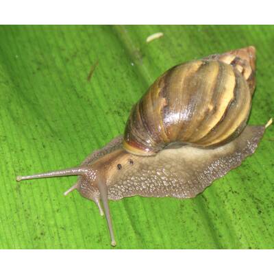 Achatina Fulica (Giant African Snail) 4-6cm