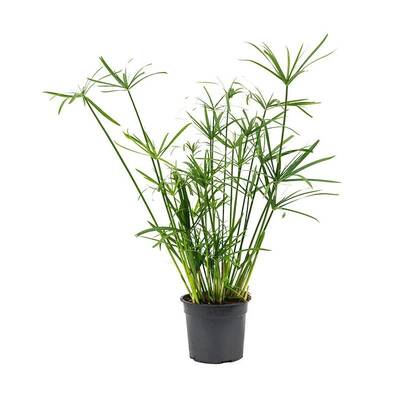 Stoffels Cyperus Alternifolius