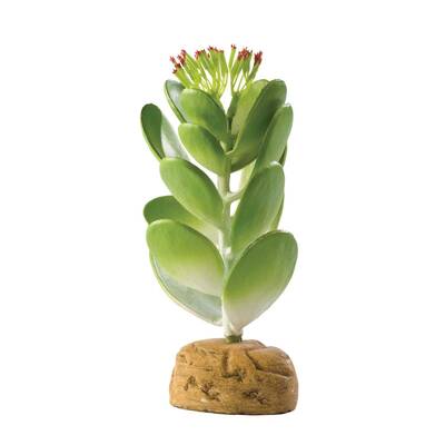 Exo Terra Desert Plants Jade Cactus