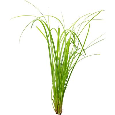 Stoffels Cyperus Helferi