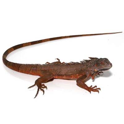 Iguana Red Juvenile (0.0.1)