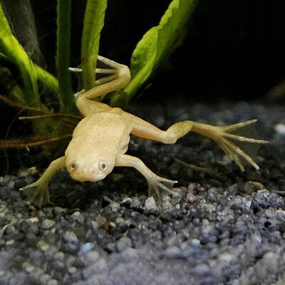 Hymenochirus Boettgeri Albino