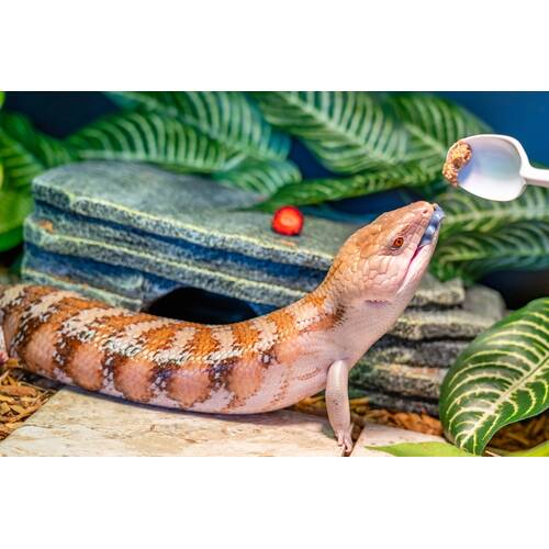 Ποια είναι η κατάλληλη τροφή για τα ερπετά και τα αμφίβιά σας;