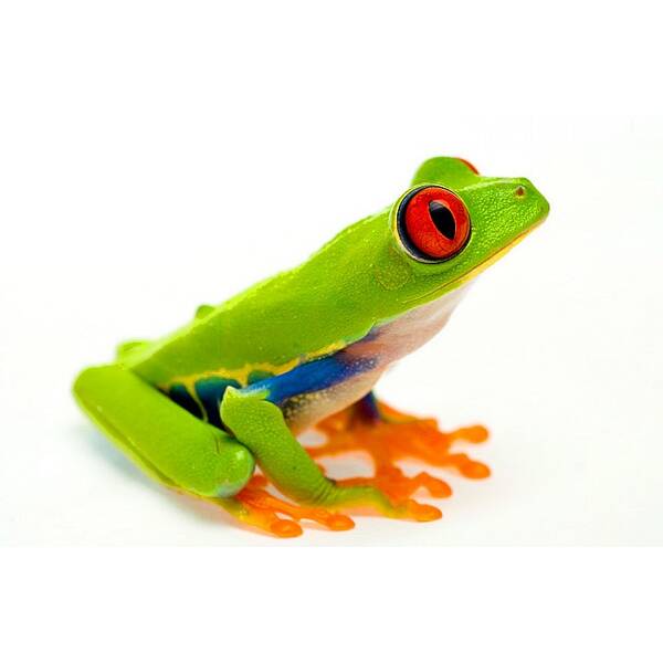 Agalychnis Callidryas S