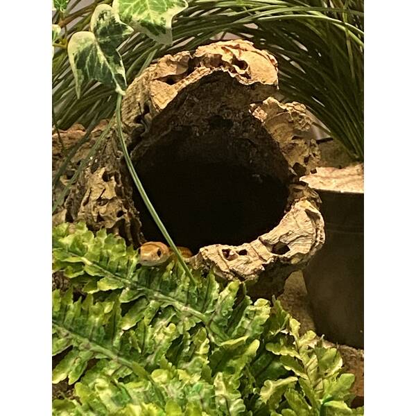 Decorative Cork Tubes Φ 10-20 cm 1Kg Decorative Cork Tubes Φ 10-20 cm 1Kg