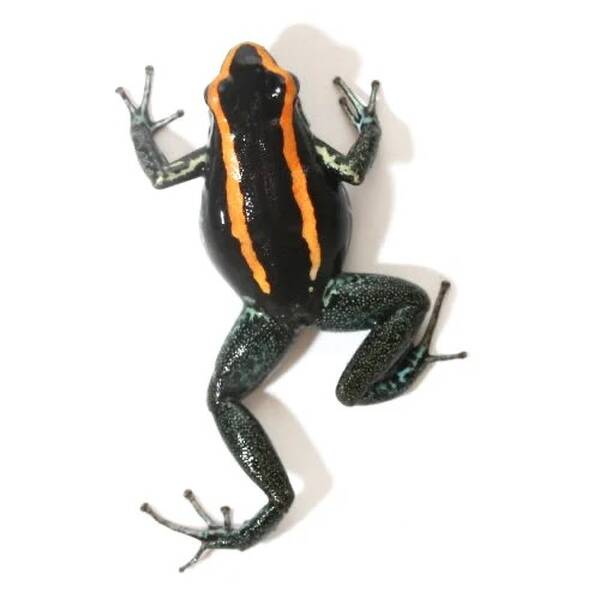 Phyllobates Vittatus (eu-bred) L