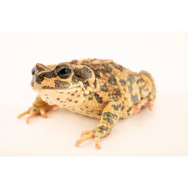 Bufo Brongersnail (EU-BRED) M/L