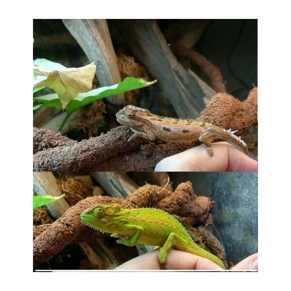 Bradypodion Pumilum Pair (1.1)