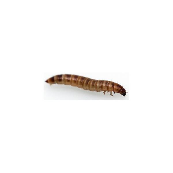 Buffalo Worm 60 gr