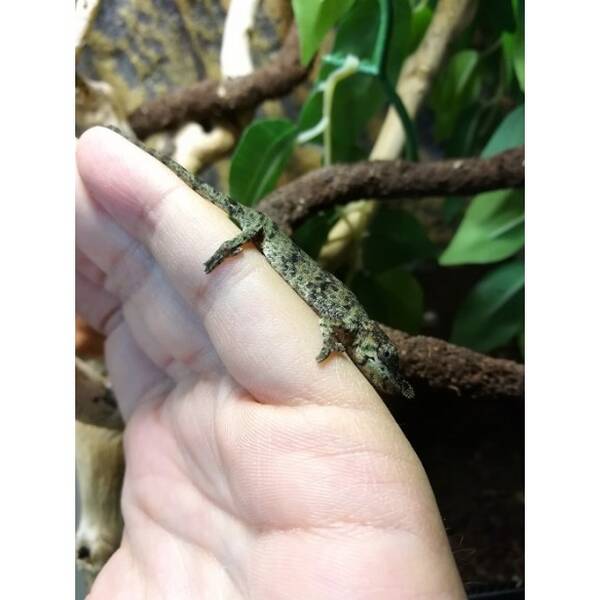 Calumma Nasuta Male (1.0)