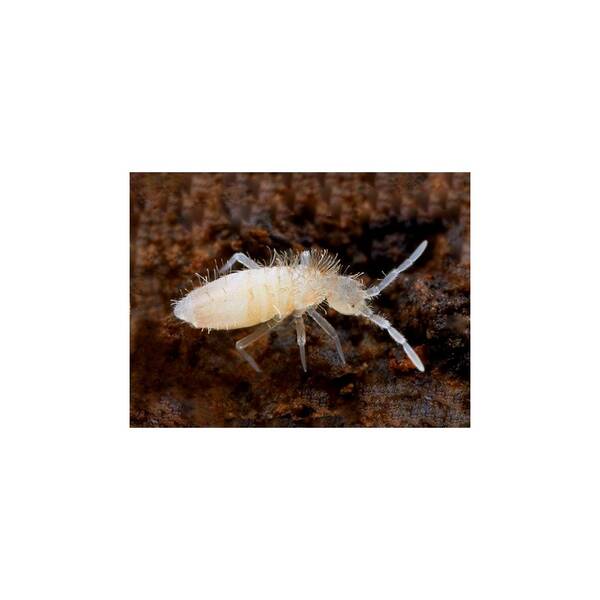 Collembola 1 Ltr