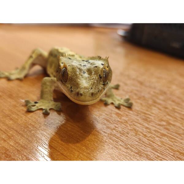 Crested Gecko ''Tiger Dalmatian'' Male (1.0) 2