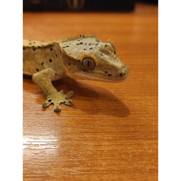 Crested Gecko ''Tiger Dalmatian'' Male (1.0) 2