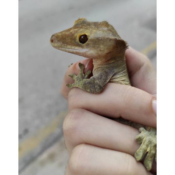 Crested Gecko ''Tiger'' Male (1.0)