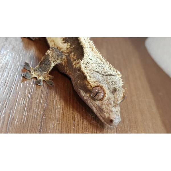 Crested Gecko ''Tiger'' Male (1.0) 3