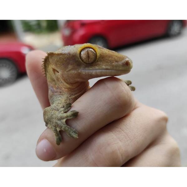 Crested Gecko ''Tiger'' Male (1.0)