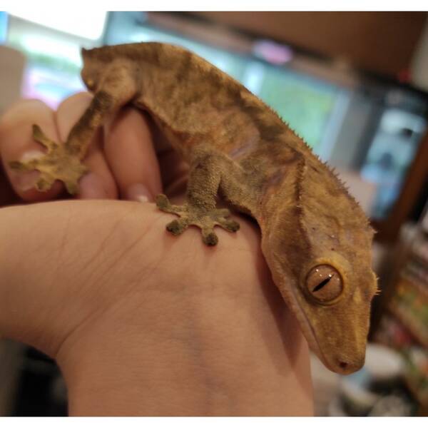 Crested Gecko ''Tiger'' Male (1.0)