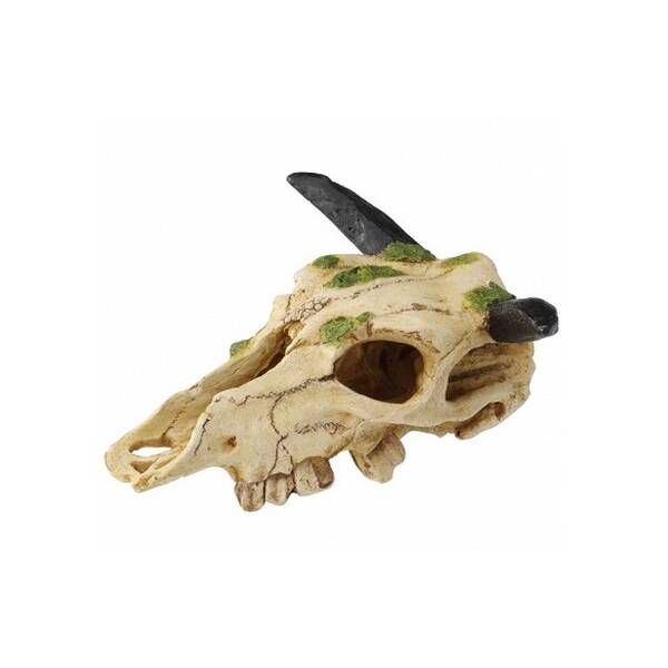 Terra Della Decor Carabao Skull