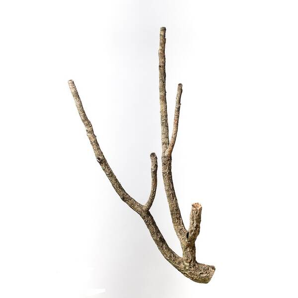 Decorative Cork Tronchos Branched 100cm