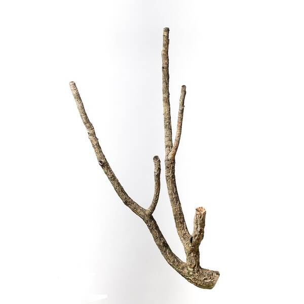 Decorative Cork Tronchos Branched 100cm Decorative Cork Tronchos Branched 100cm