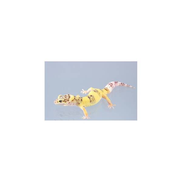 Eublepharis Macularius Leopard gecko Lemon Frost Female (0.1)