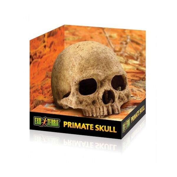 Exo Τerra Primate Skull