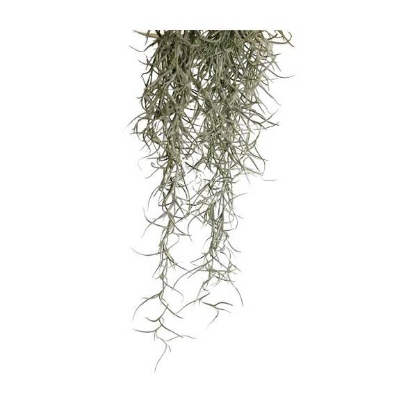 Exo Terra Spanish Moss Small Exo Terra Spanish Moss Small