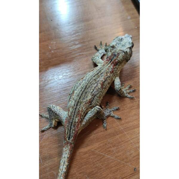 Gargoyle Gecko Female (0.1)