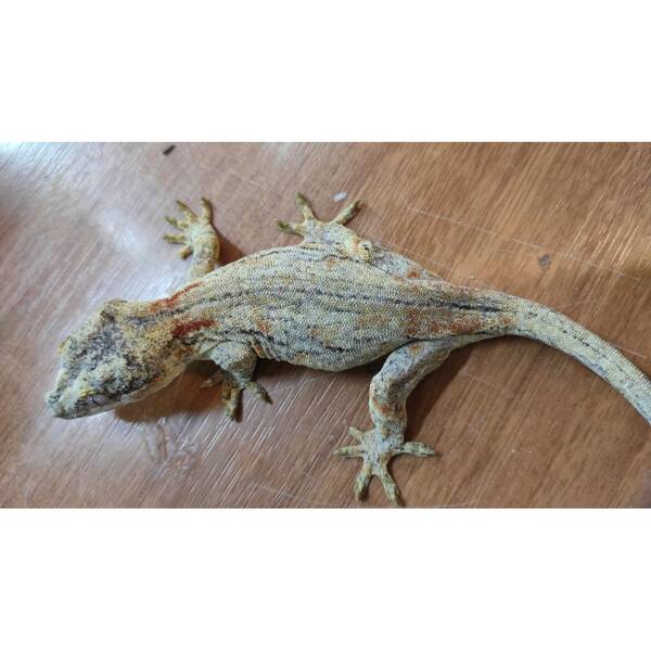 Gargoyle Gecko Female (0.1)