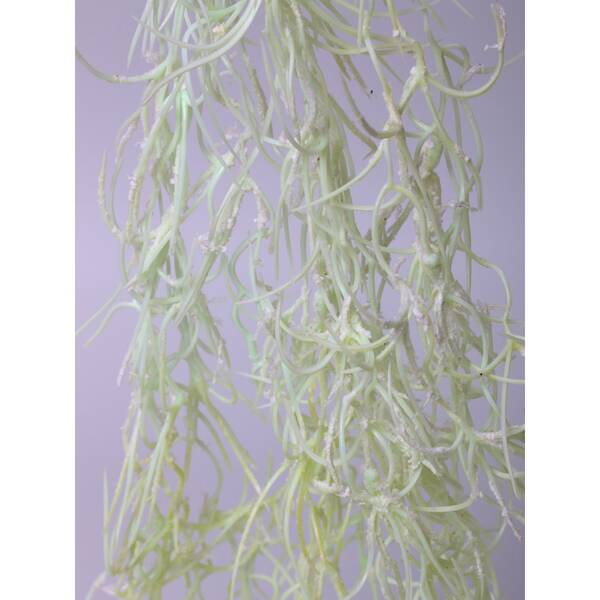 Hanging Tilandsia 100cm