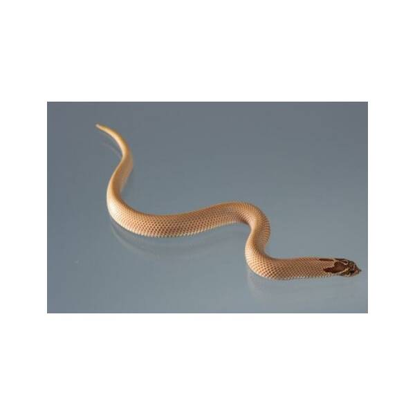 Heterodon n. nasicus Superconda 100% het. Albino Hogenose snake Male (1.0)