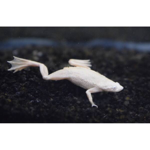 Hymenochirus Boettgeri Platinum M